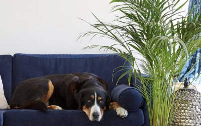 Pet Friendly House Plants to Elevate Your Home
