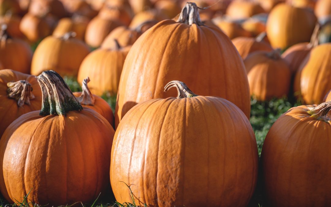 Fall Festivities in The Woodlands, Texas